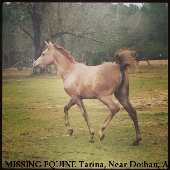 MISSING EQUINE Tarina, Near Dothan, AL, 36301
